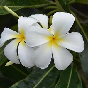 haamaire.frenchpolynesia-hotels.com/